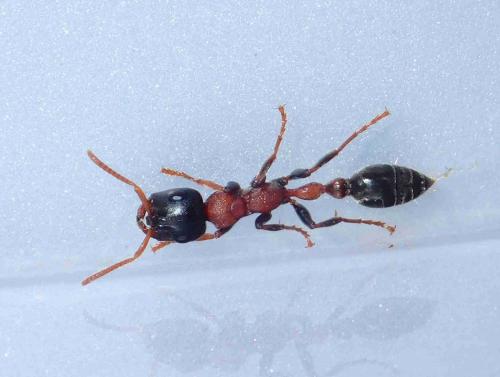 Réf. 277 712 : Tetraponera rufonigra